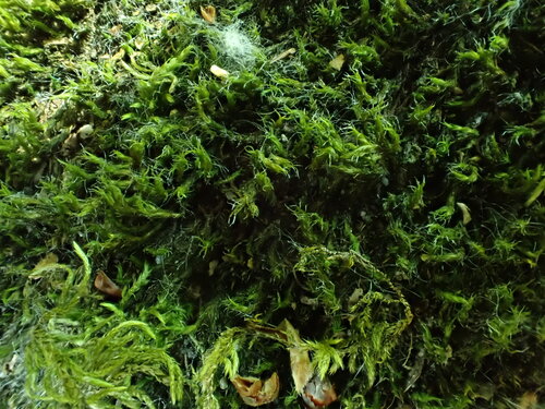 Grimmia trichophylla observed 2025-05-22