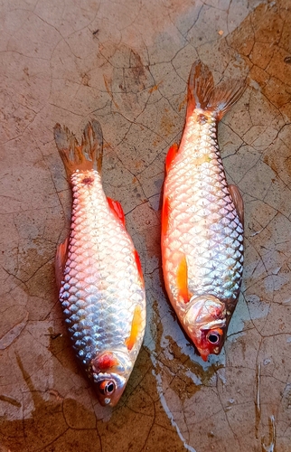 Pool barb (Puntius sophore) — Cyprinidae