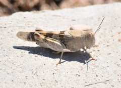 Leprus