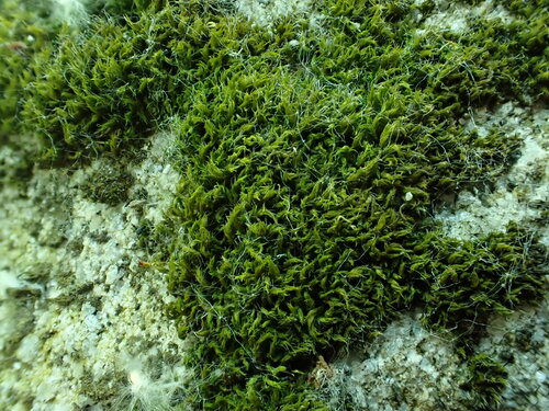 Grimmia trichophylla observed 2025-05-22