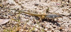 Aspidoscelis scalaris