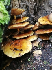 Armillaria cepistipes