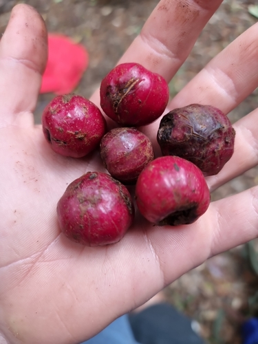 Galbulimima belgraveana observed 2025-05-24