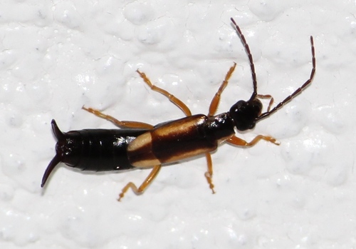 Lined Earwig