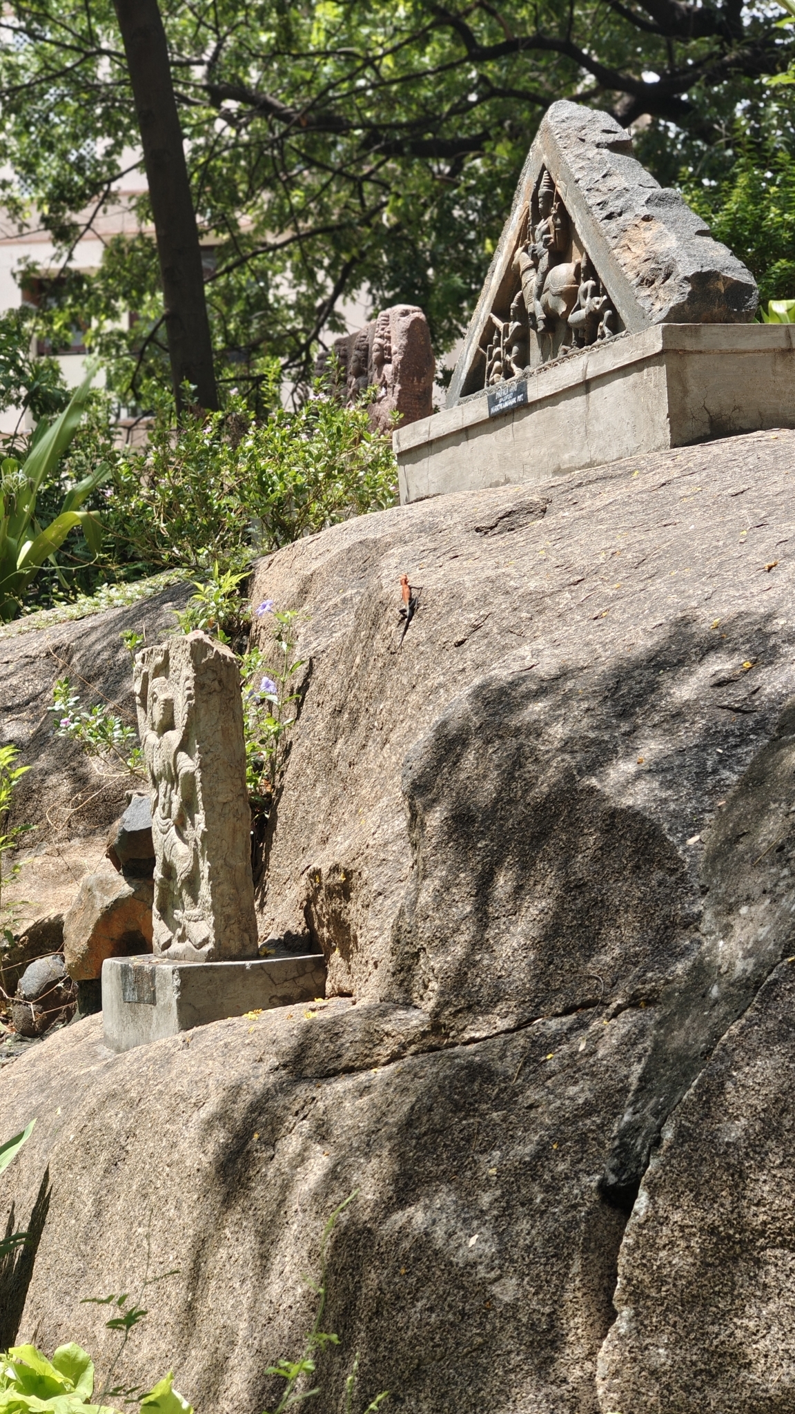 Peninsular Rock Agama