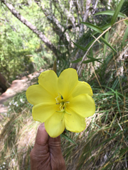 Oenothera longissima