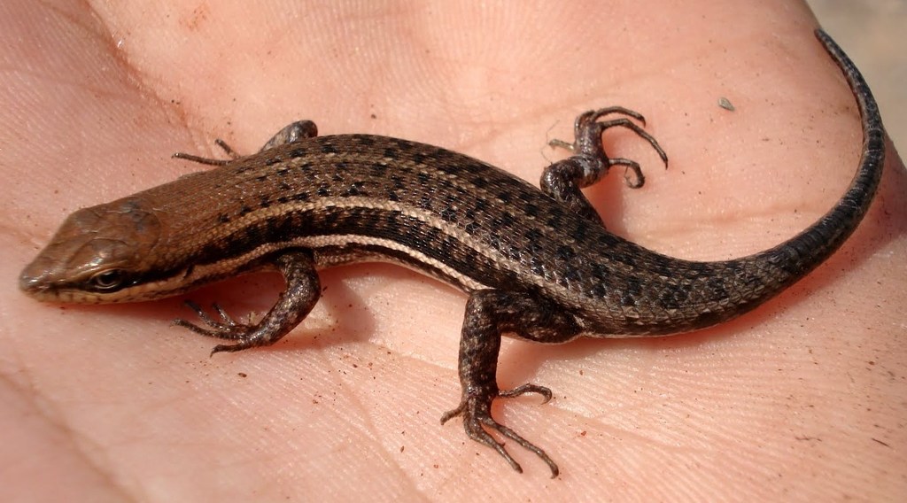 Angolan Variable Skink