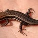 Trachylepis albopunctata - Photo (c) Octávio Mateus, some rights reserved (CC BY-NC), uploaded by Octávio Mateus