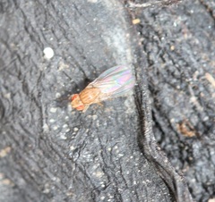 Drosophila busckii