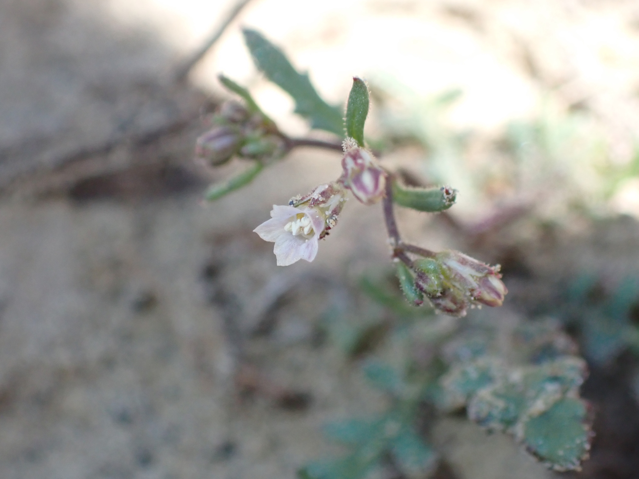Aliciella subacaulis