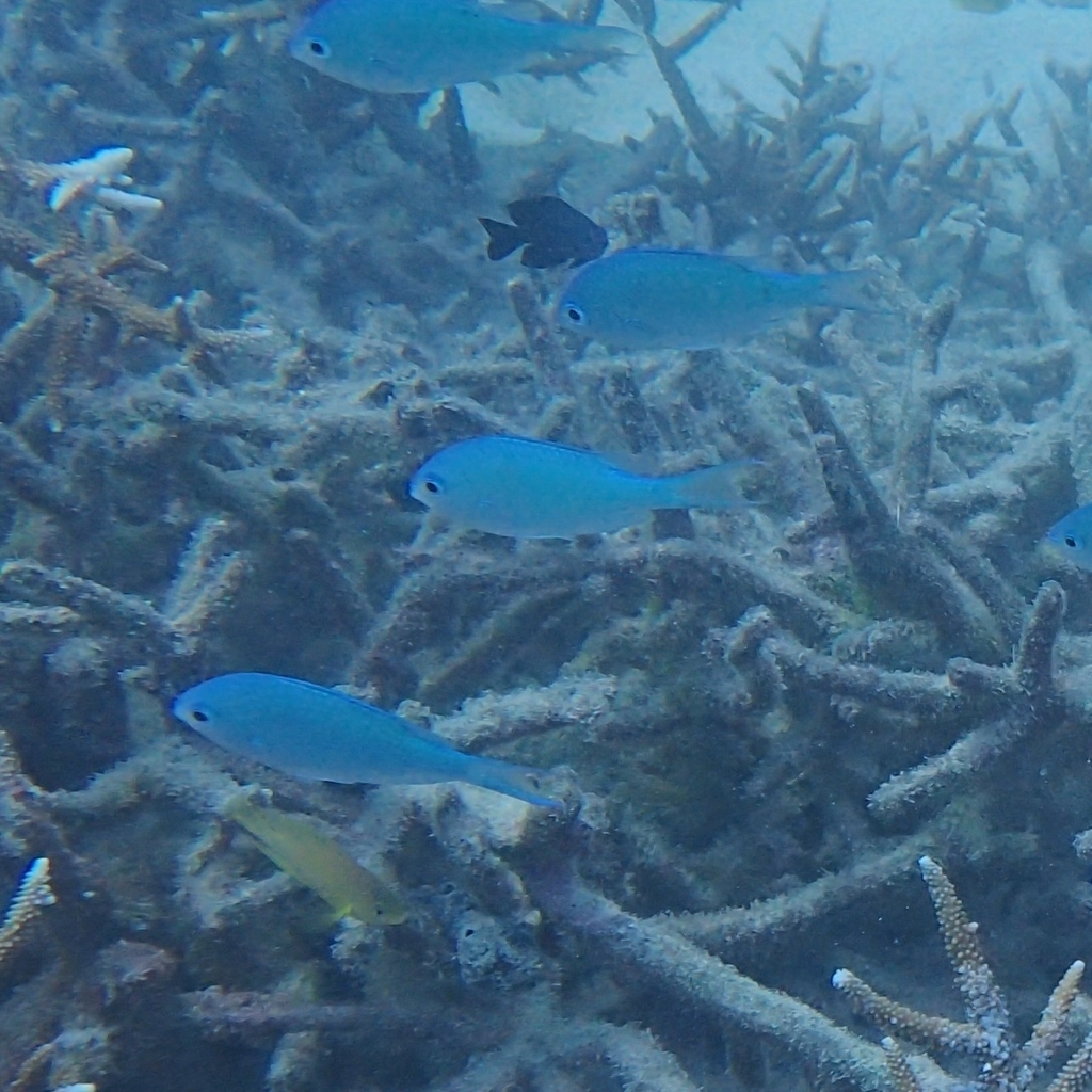 Blue-green damselfish