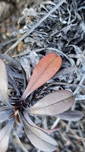Myosotis monroi, 2025-05-24