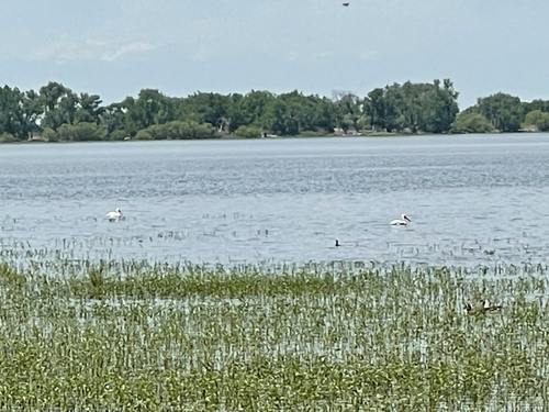 American White Pelican photographed in Colorado