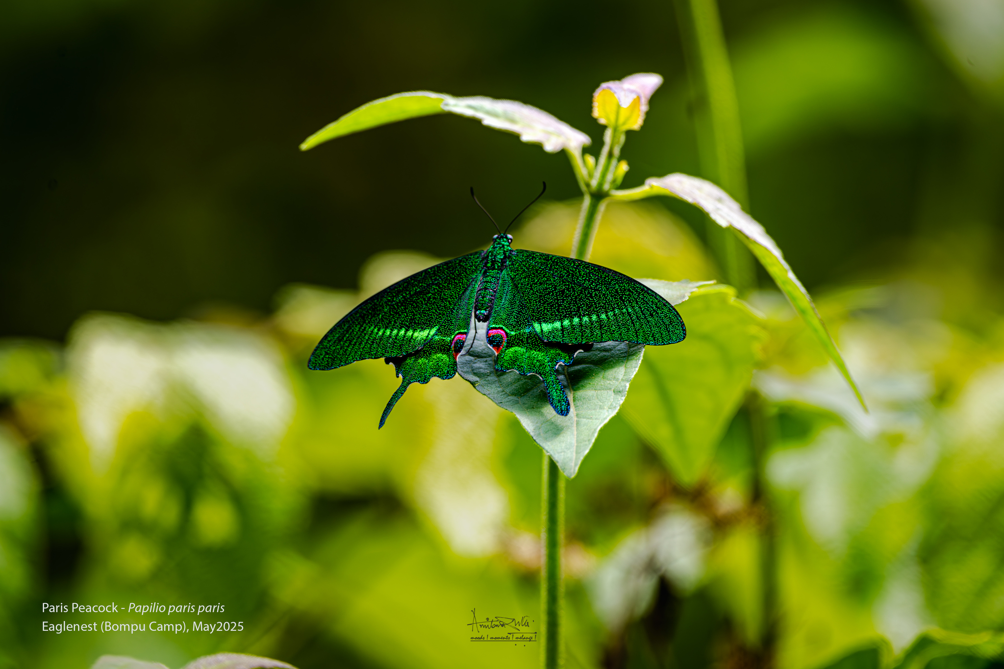 Paris Peacock