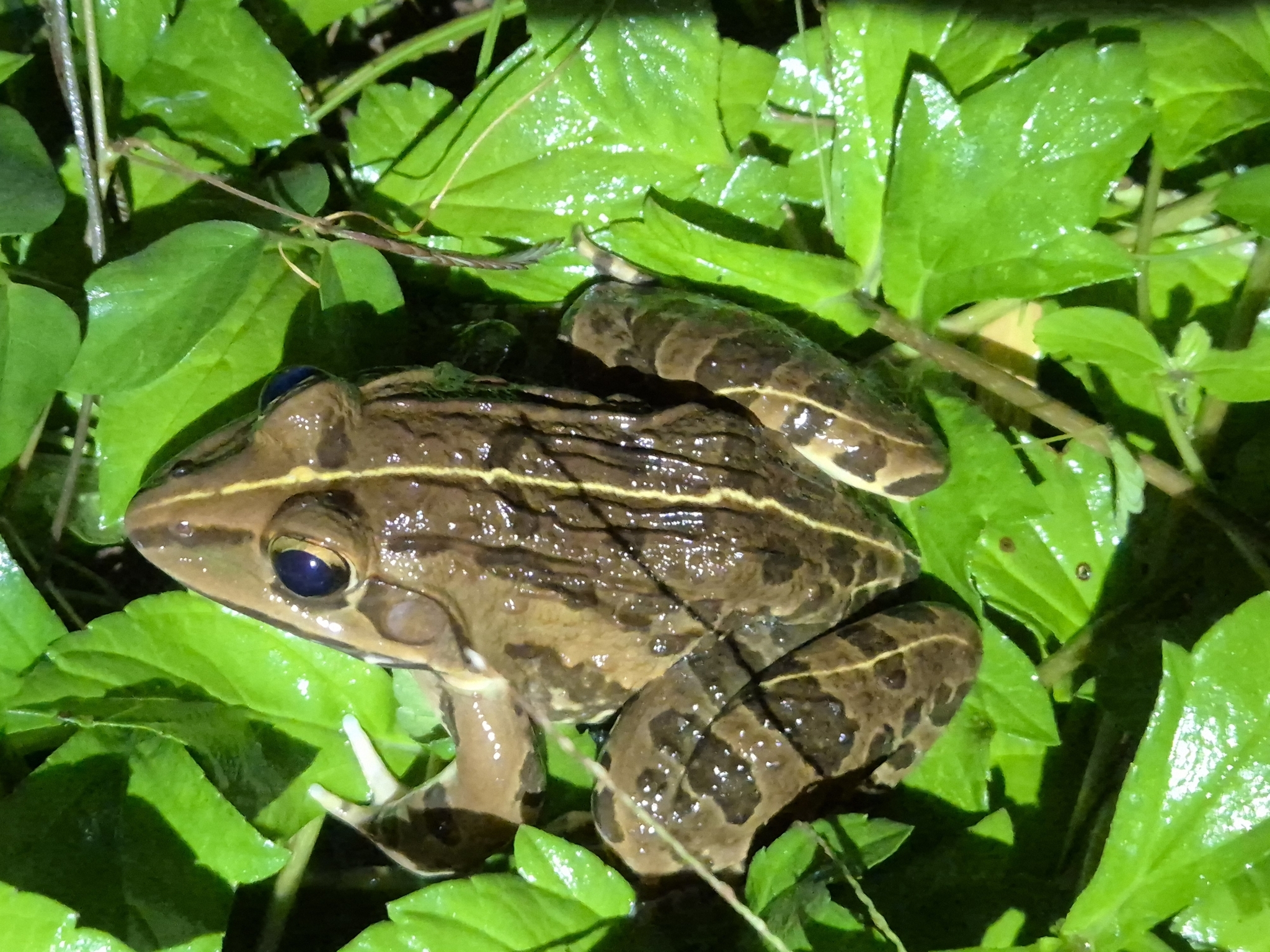 Indian Bull Frog