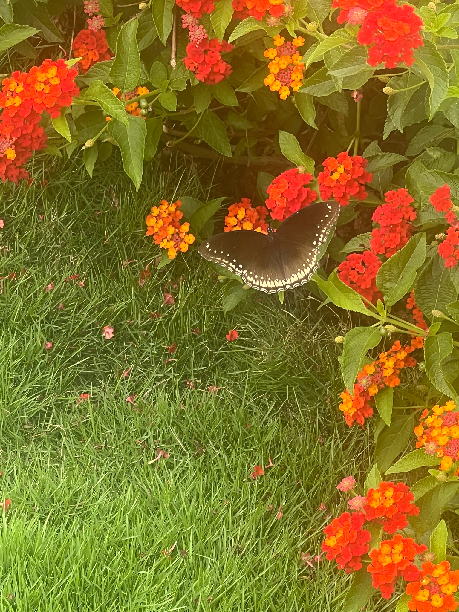 Great Eggfly