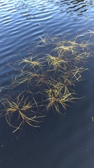 Isolepis rubicunda
