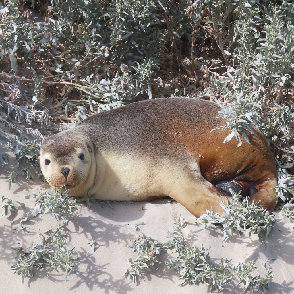 Australian sea lion resting among coastal shrubs in South Australia
