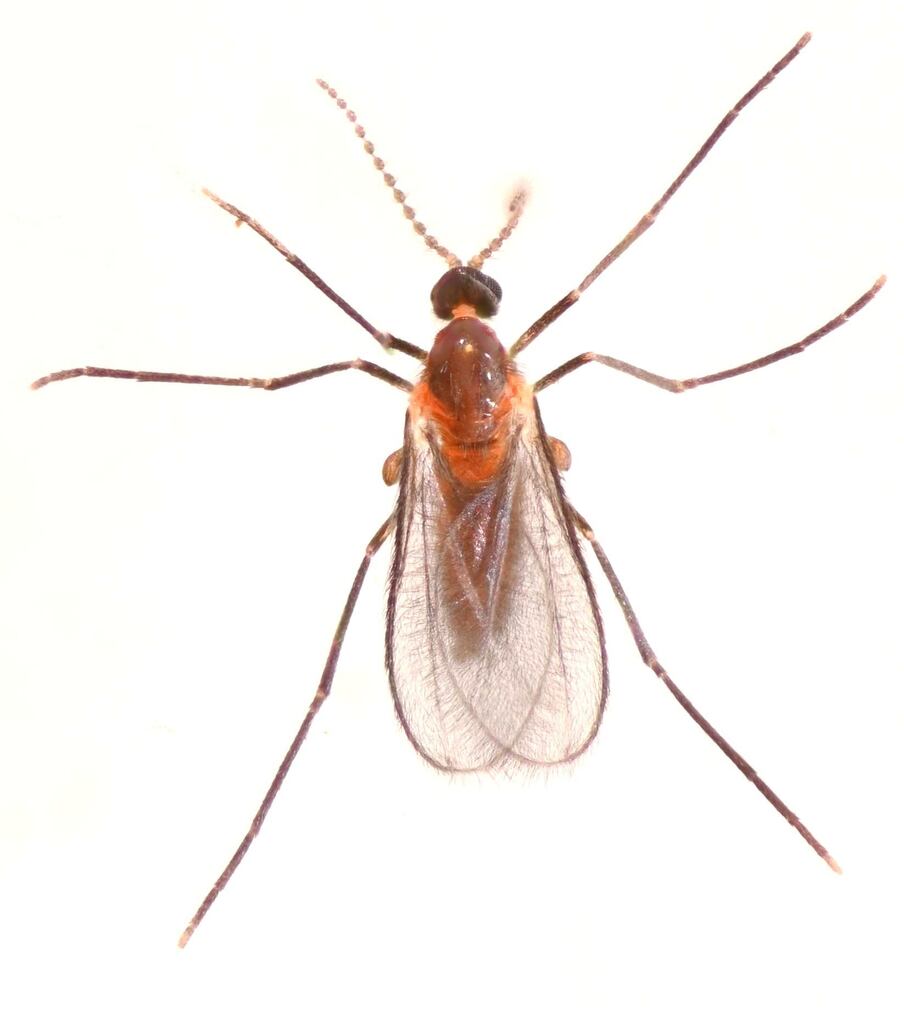 Leucecis