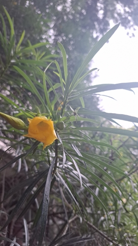 Thevetia peruviana - Leaves