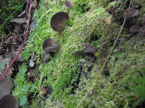 Toothed Jelly Fungus