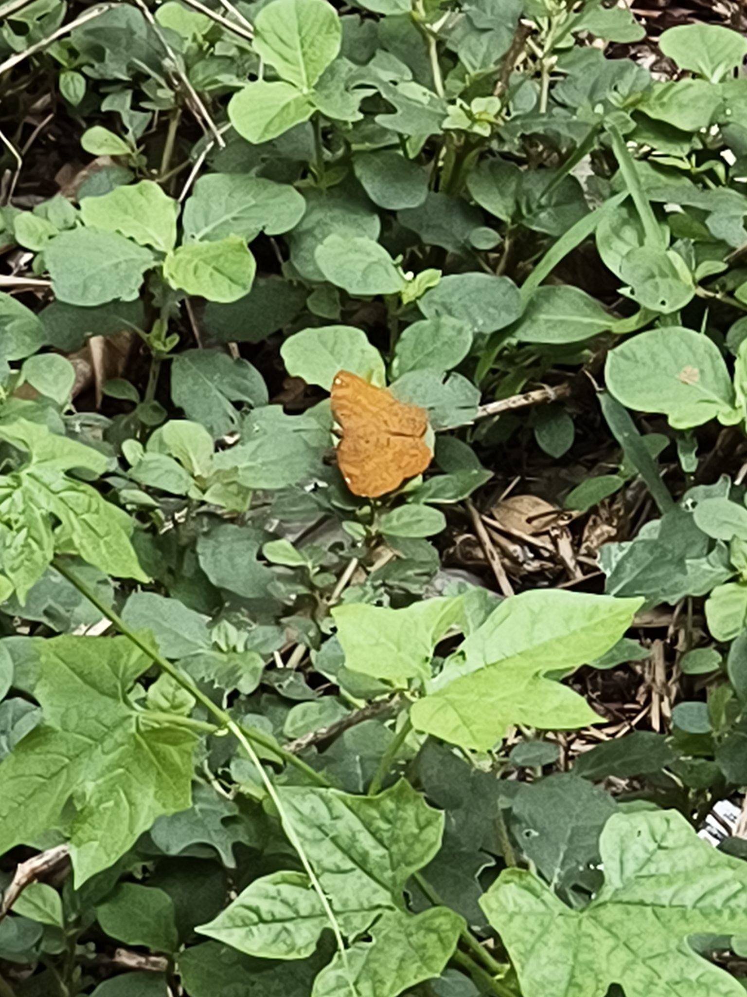 Common Castor