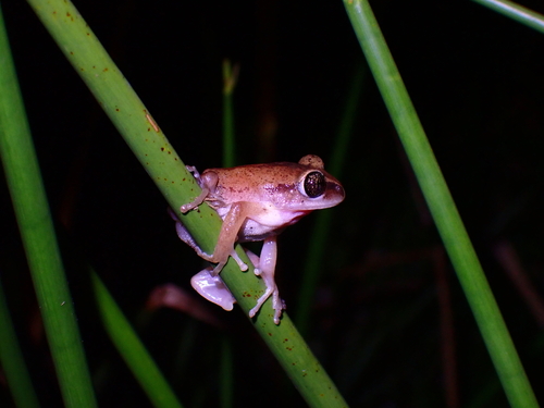 Triad Tree Frog, Leptopelis concolor
