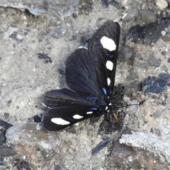 Alypiodes flavilinguis