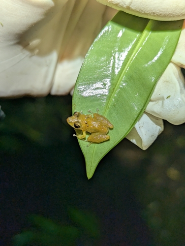 El Topo Robber Frog, Pristimantis trachyblepharis