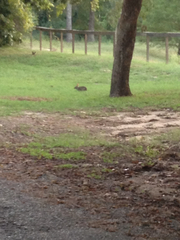 Lagomorpha