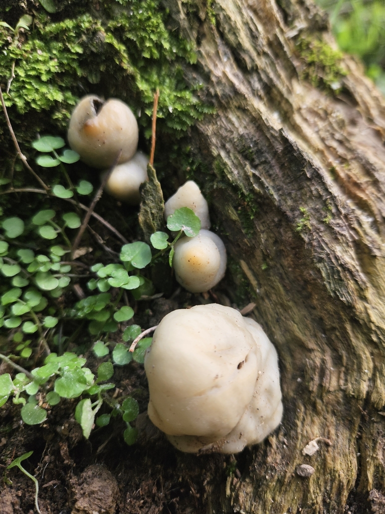 Psilocybe weraroa · May 2025 · photo: © jacog (iNaturalist, cc0)