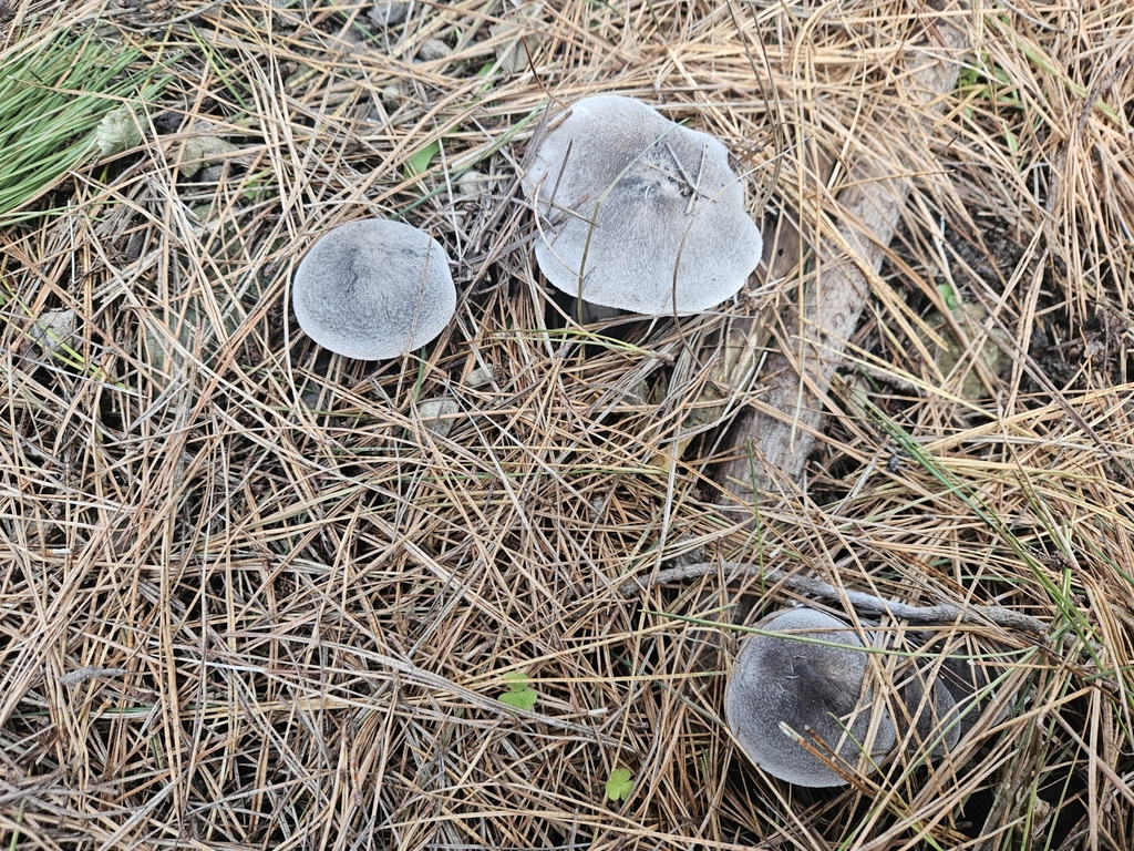 Tricholoma terreum · May 2025 · photo: © jacog (iNaturalist, cc0)