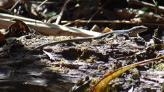 Podarcis muralis maculiventris