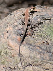 Podarcis muralis maculiventris