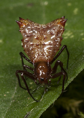 Micrathena molesta