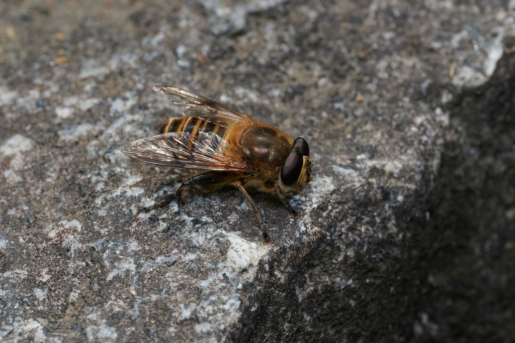 Pseudovolucella mimica
