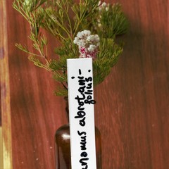 Paranomus abrotanifolius