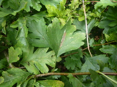Phyllonorycter leucographella