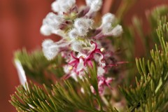 Paranomus abrotanifolius