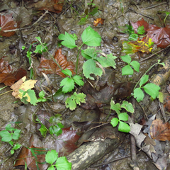 Ranunculus hispidus