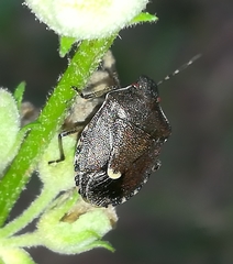 Holcostethus sphacelatus