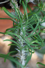 Euphorbia rossii