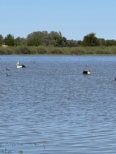 Australian Pelican