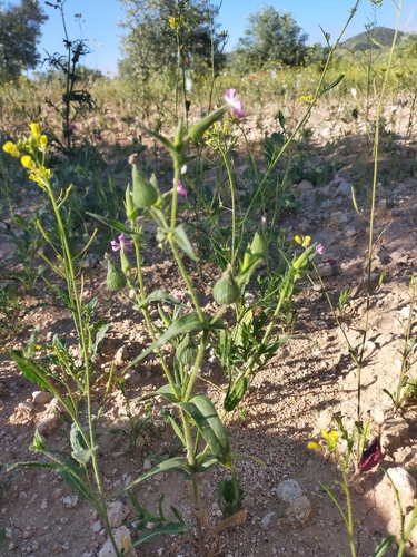 large sand catchfly (Silene conoidea)
