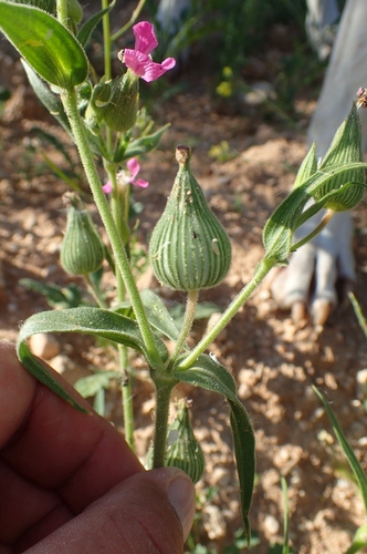 Silene conoidea, photograph 2