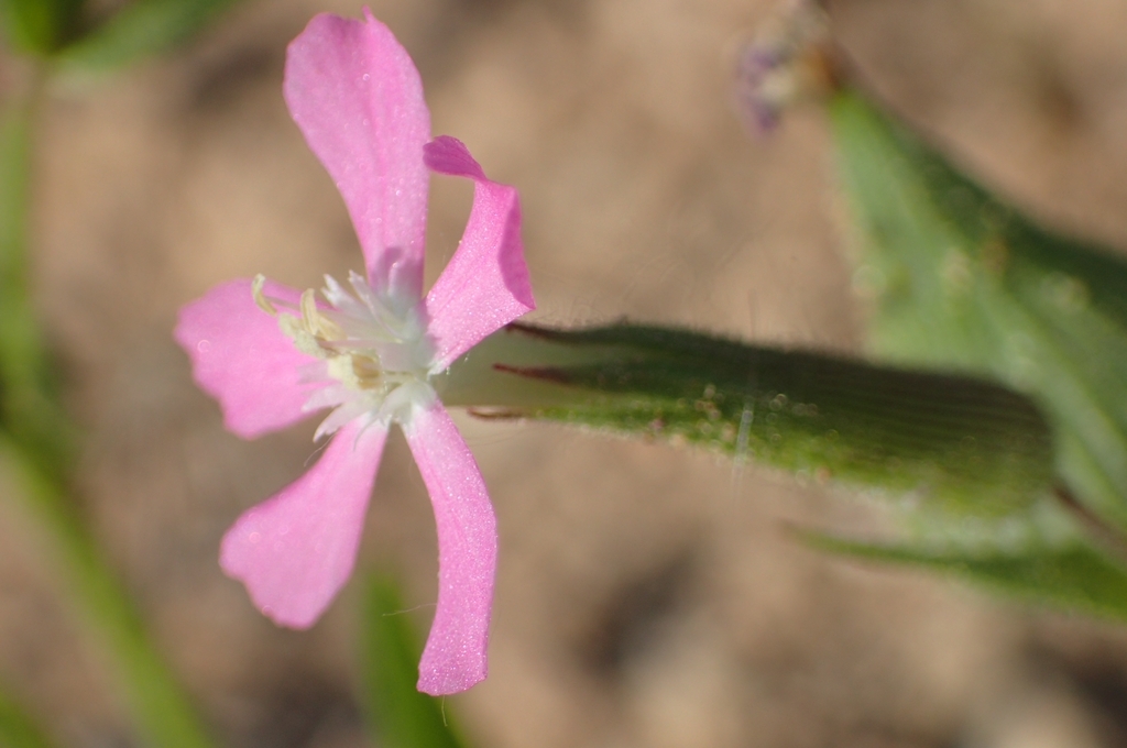 Silene conoidea; photograph (c) Jorge Íñiguez, some rights reserved (CC BY)