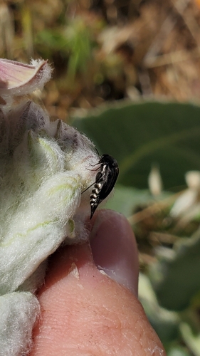 iNaturalist observation photo of Mordella hubbsi
