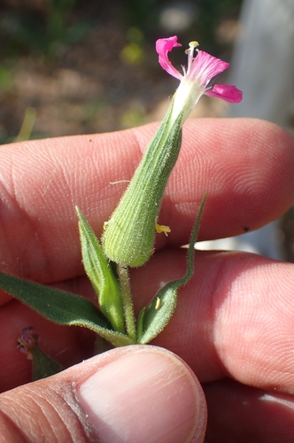 Silene conoidea, photograph 4