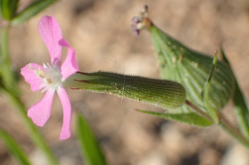 Silene conoidea, photograph 5