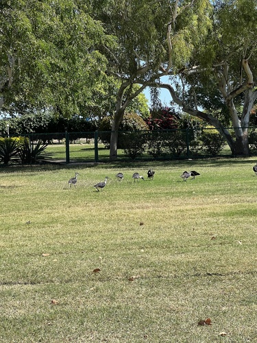 Straw-necked Ibis